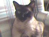 Jasmine