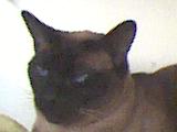 Jasmine